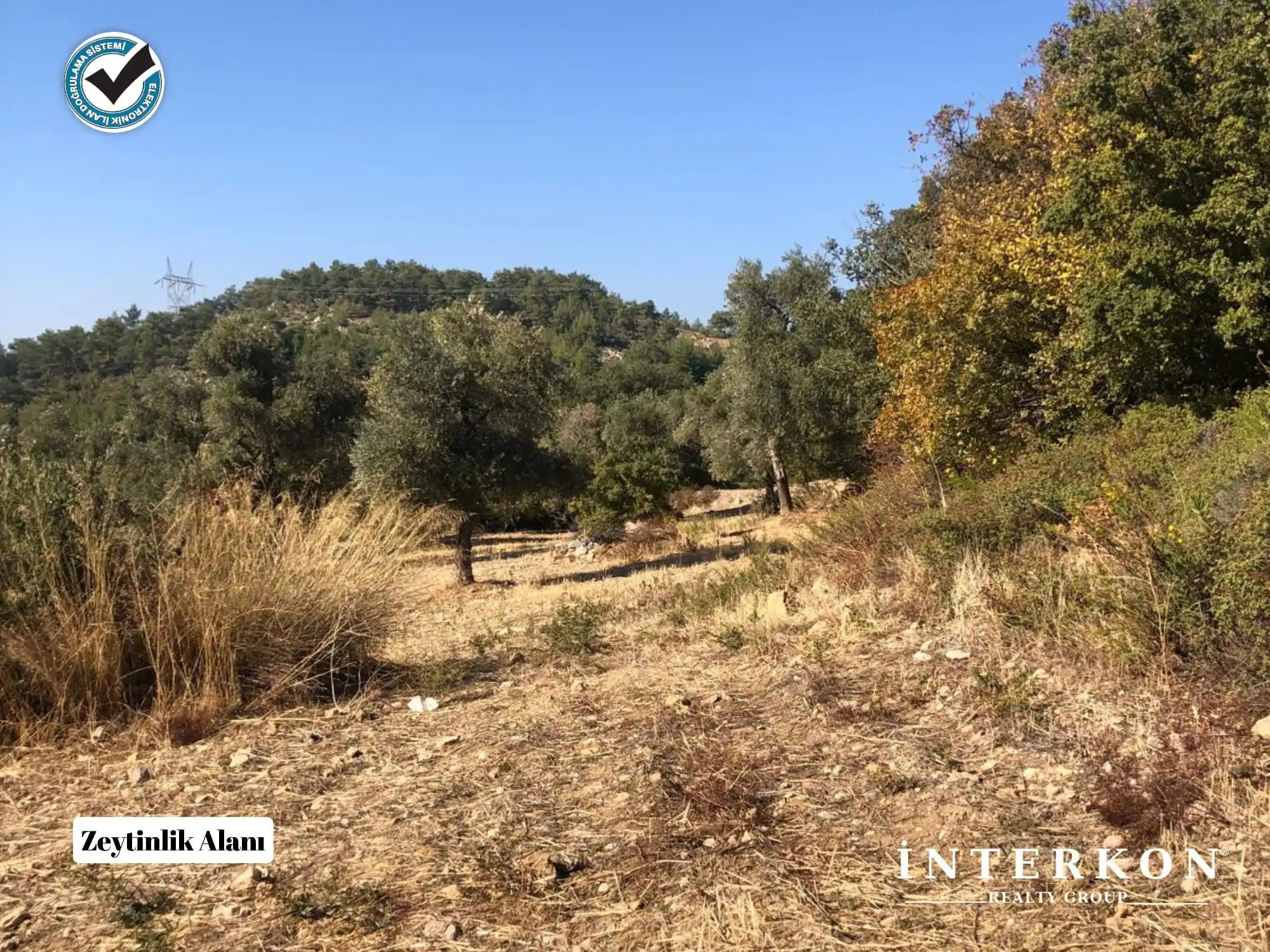  MUĞLA MENTEŞE DAĞPINAR MAHALLESİ 1309 M2 SATILIK ZEYTİNLİK!